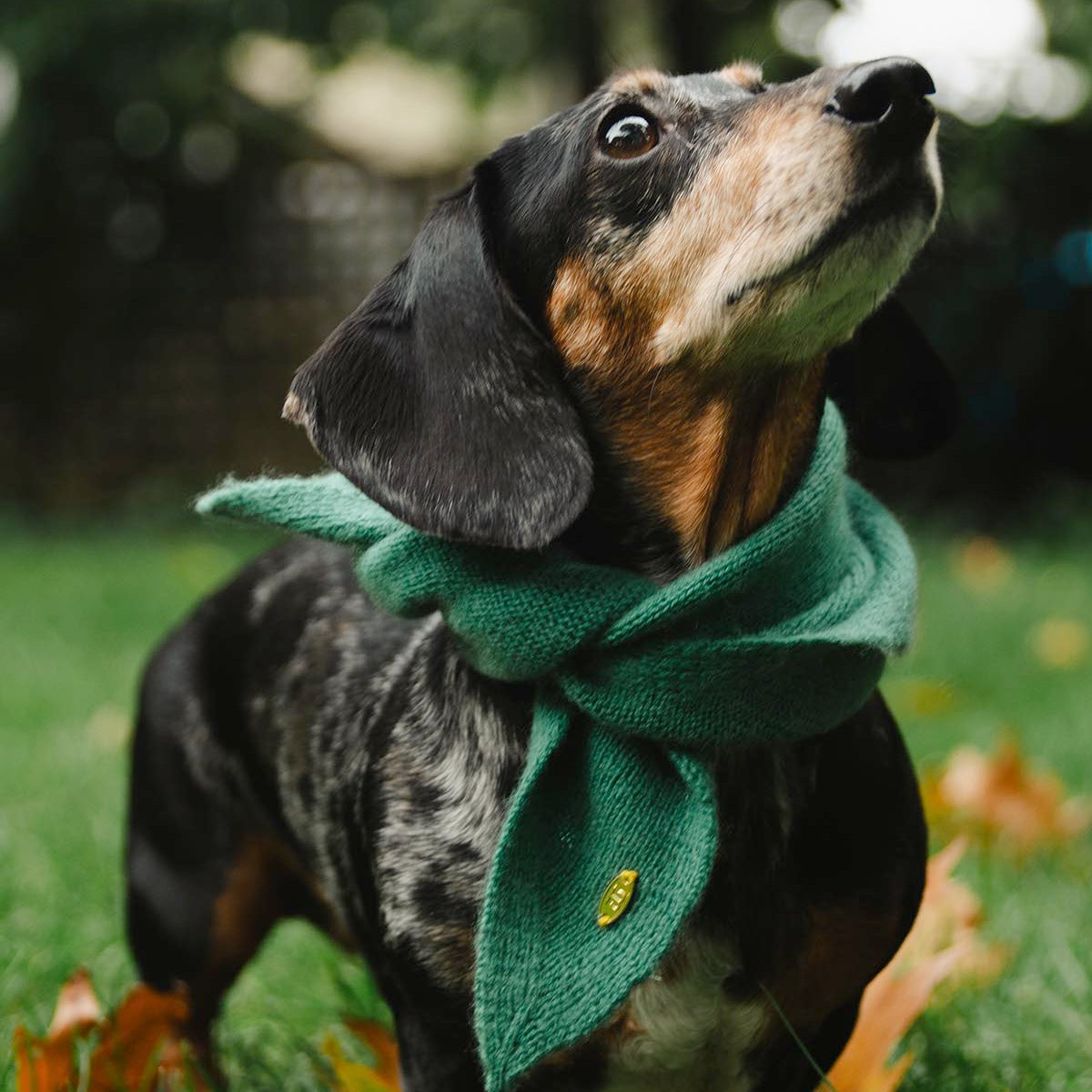 The Bandana